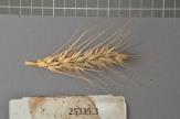 Click for 1 image(s) for this accession. Spike